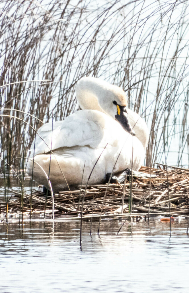 Tundra Swan from Marl Lake, Michigan 48653, USA on May 7, 2024 at 09:05 ...