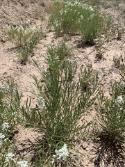 Lepidium montanum