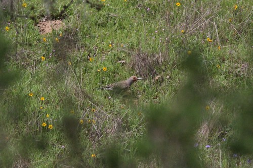 iNaturalist observation photo of Northern Flicker