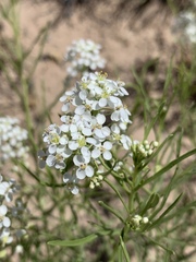 Lepidium montanum