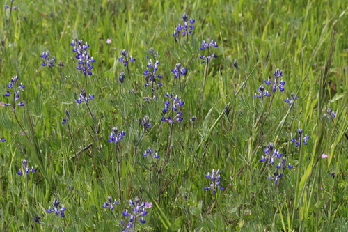 iNaturalist observation photo of Miniature Lupine