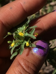 Camissoniopsis intermedia