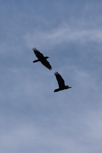 iNaturalist observation photo of Common Raven