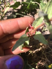 Camissoniopsis intermedia