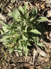Phacelia imbricata imbricata