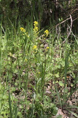 iNaturalist observation photo of wintercresses