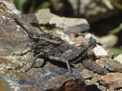 Dracotettix monstrosus