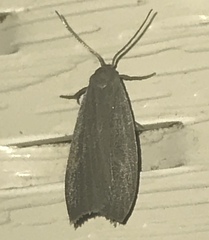 Crambidia lithosioides