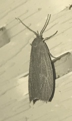 Crambidia lithosioides