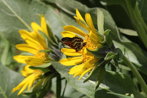 iNaturalist observation photo of mule's ears