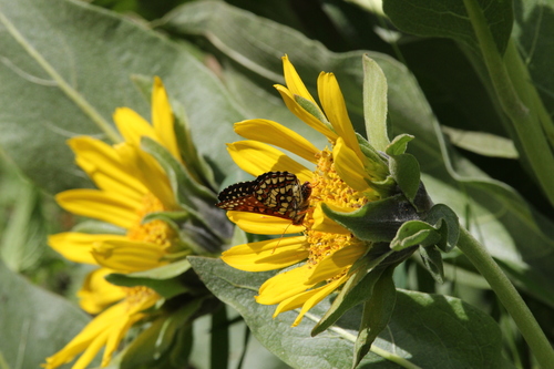 iNaturalist observation photo of Variable Checkerspot
