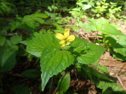 Viola brevistipulata iNat (2)