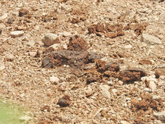 Myscelia ethusa ethusa