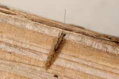 Hemerobius humulinus