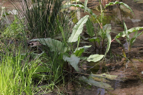iNaturalist observation photo of docks and sorrels