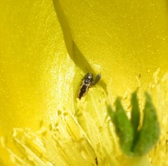 Acmaeodera neoneglecta