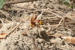 Delta pyriforme pyriforme