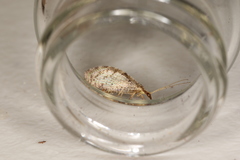 Hemerobius humulinus