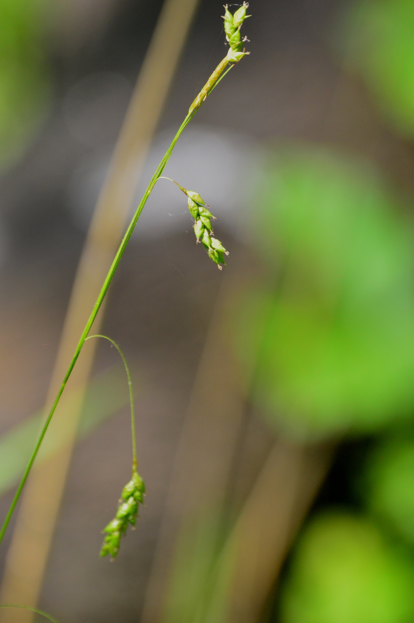 Carex formosa