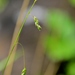 Handsome Sedge - Photo (c) Mark Kluge, some rights reserved (CC BY-NC-ND), uploaded by Mark Kluge