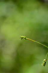 Carex formosa