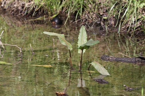 iNaturalist observation photo of docks and sorrels