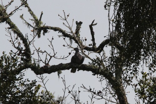 iNaturalist observation photo of Band-tailed Pigeon