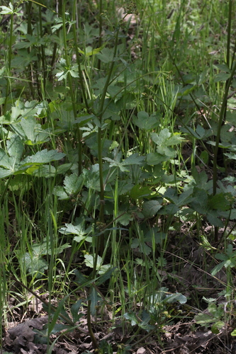 iNaturalist observation photo of Pacific Sanicle
