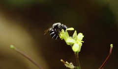 Alloscirtetica tristrigata
