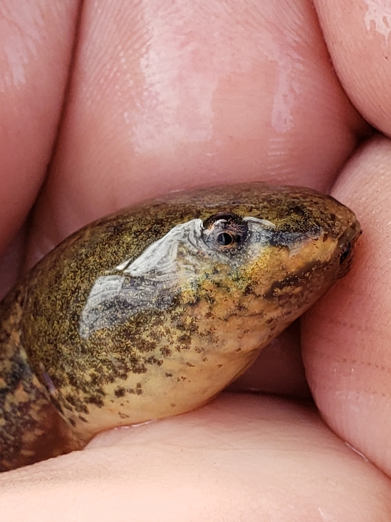 Green Frog from Massey Acres on May 10, 2024 at 08:53 AM by Trent ...