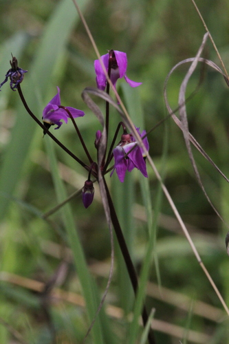iNaturalist observation photo of Henderson's shooting star