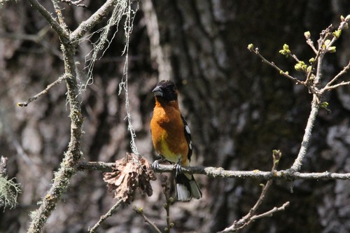 iNaturalist observation photo of Black-headed Grosbeak