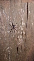 Xeropigo tridentiger