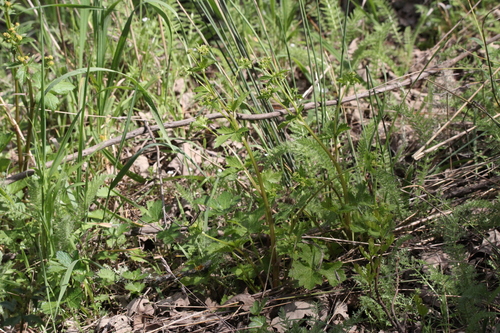 iNaturalist observation photo of Pacific Sanicle