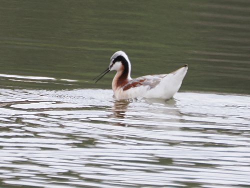 Falaropo tricolor (Phalaropus tricolor)