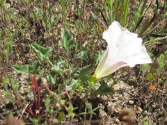 Calystegia subacaulis