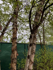 Betula nigra