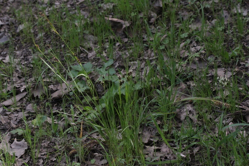 iNaturalist observation photo of Prairie Woodrush