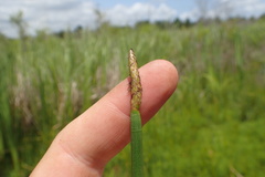 Eleocharis equisetoides