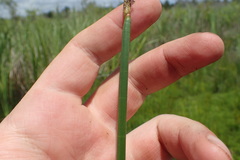 Eleocharis equisetoides