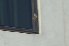 Ptyonoprogne concolor