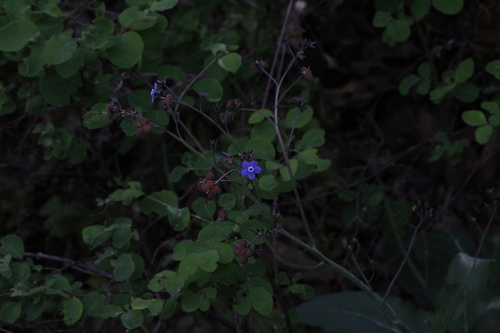 iNaturalist observation photo of Pacific hound's tongue