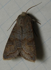 Orthosia revicta