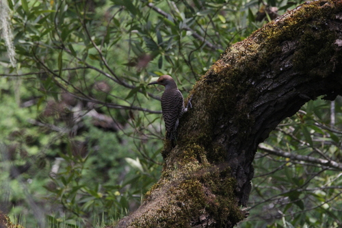 iNaturalist observation photo of Northern Flicker