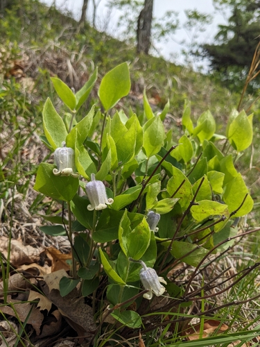 Whitehair Leatherflower (Clematis albicoma)