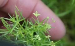 Galium andrewsii