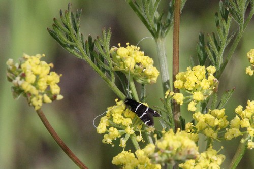 iNaturalist observation photo of Three-striped Longhorn