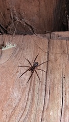 Xeropigo tridentiger
