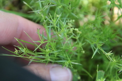 Galium andrewsii