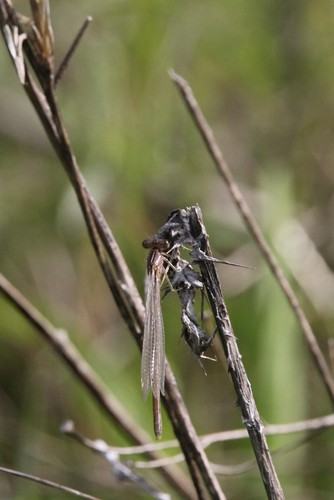 iNaturalist observation photo of Damselflies